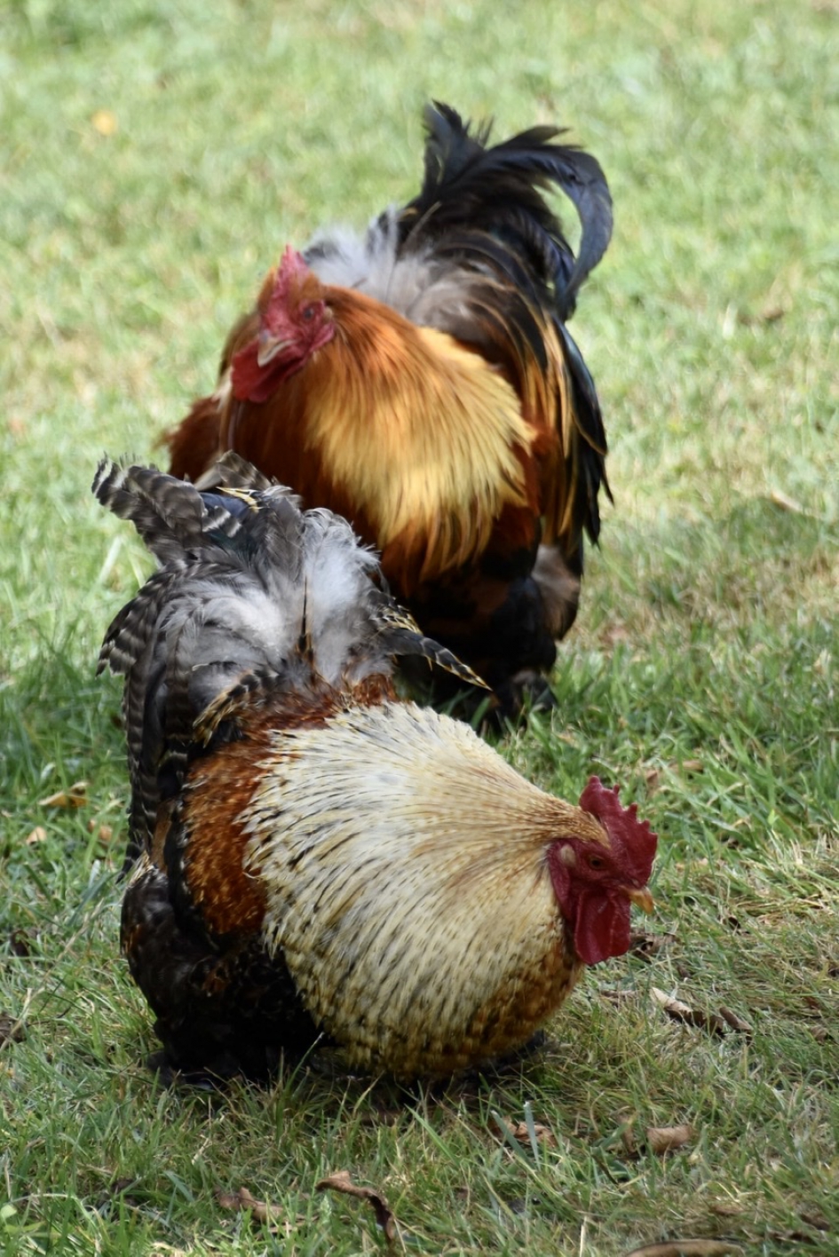 Mooie hanen - Vogels - 