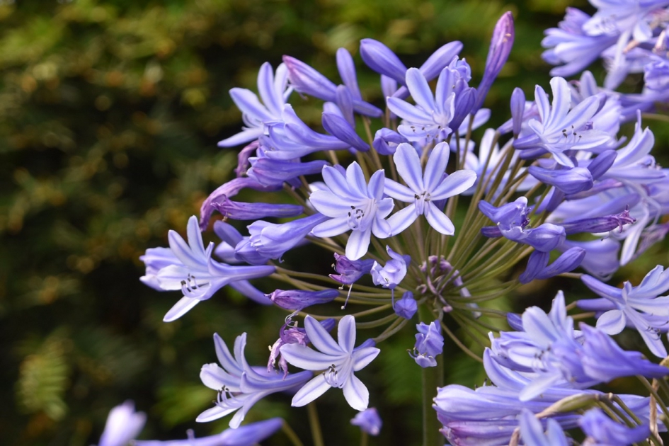 Afrikaanse lelie - Planten - 