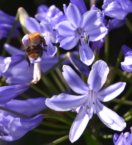 Agapanthus met hommel