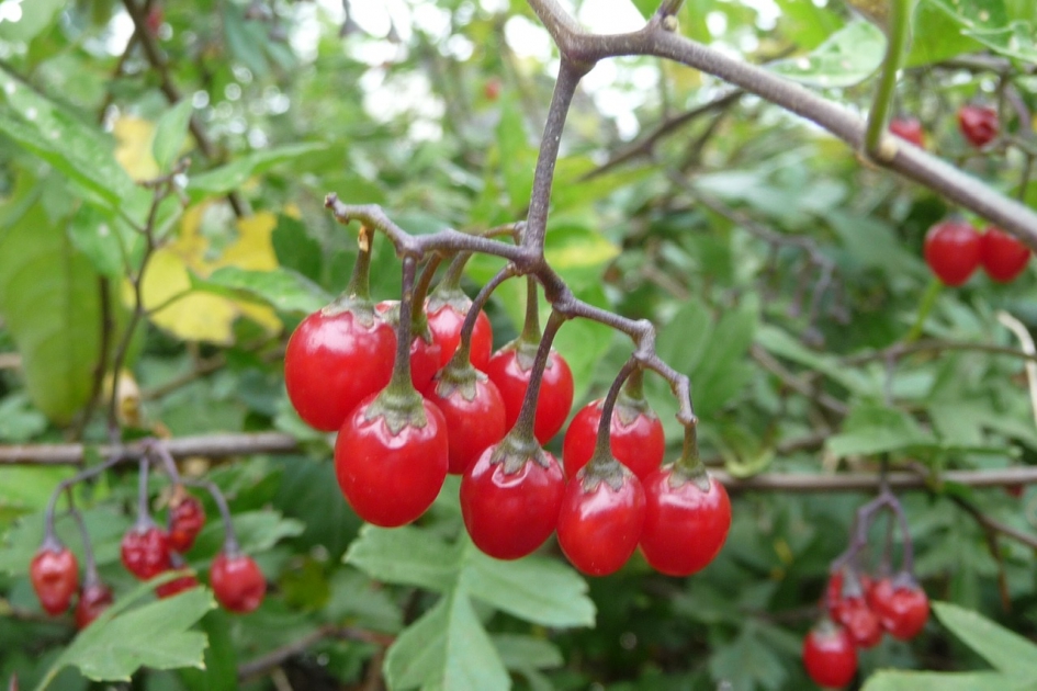 Bitterzoet - Planten - 