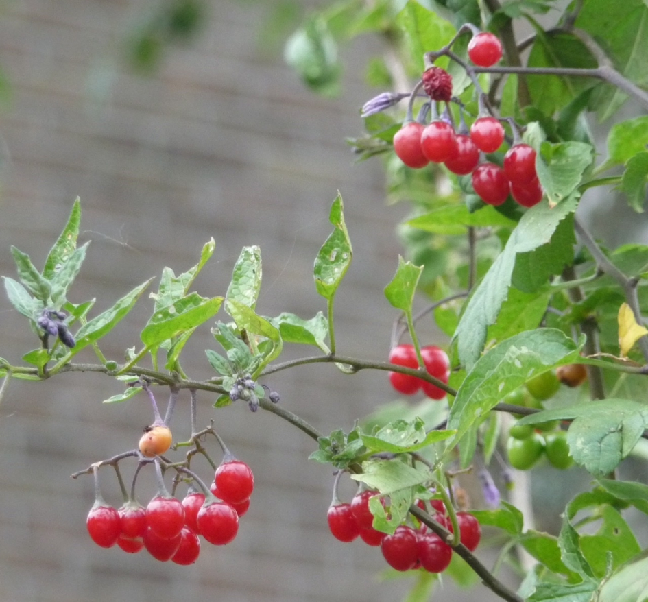 Bitterzoet - Planten - 