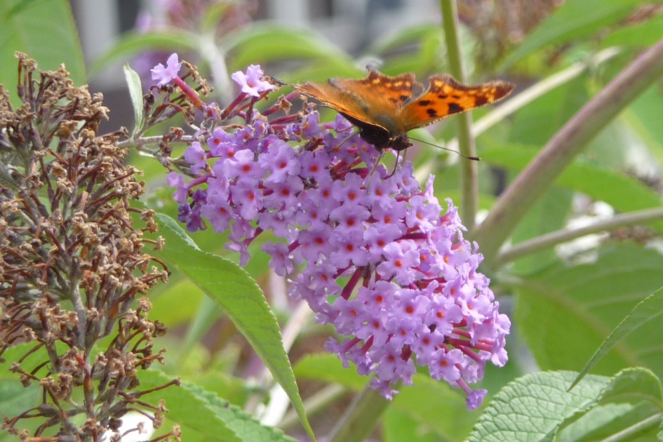 Gehakkelde aurelia - Geleedpotigen - 