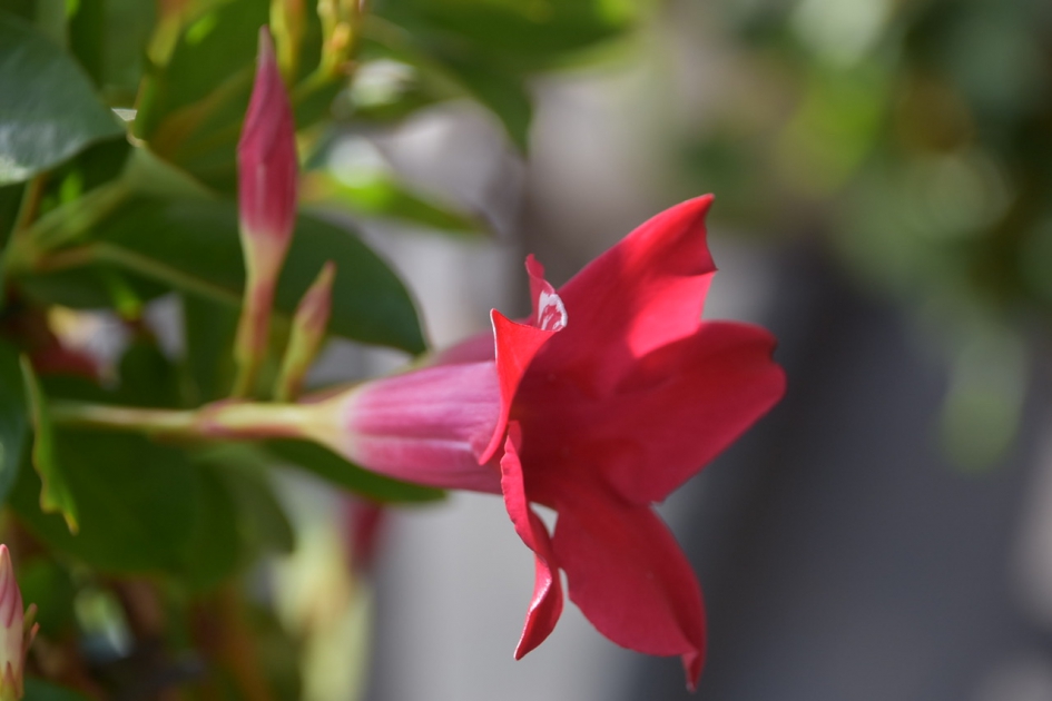 Mandeville - Planten - 