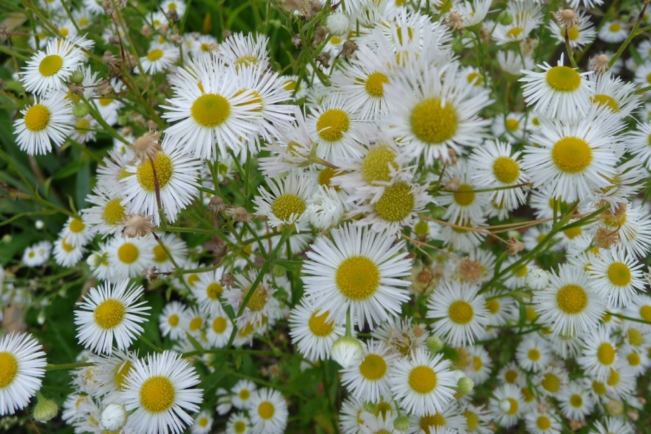Fijnstraal? - Planten - 