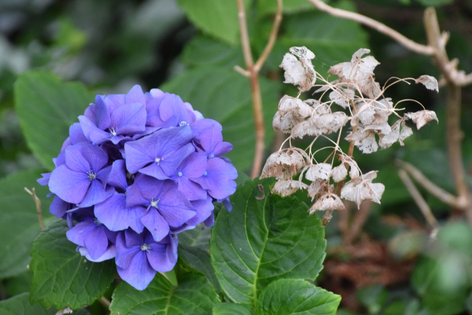 Begin en einde - Planten - 