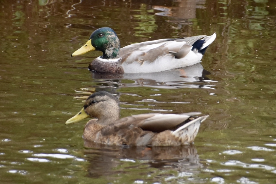 Bijna weer op kleur! - Vogels - 