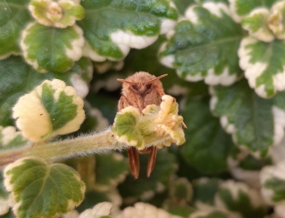 Nachtuiltje / nachtvlinder - Geleedpotigen - Nachtuiltje