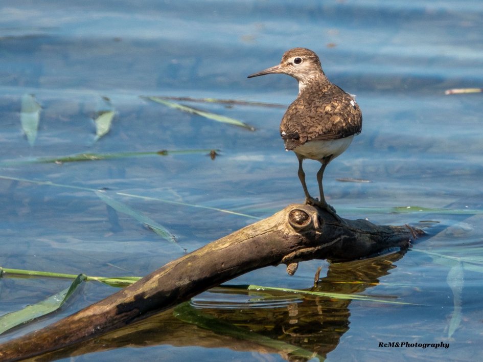 Oeverloper. - Vogels - Oeverloper.