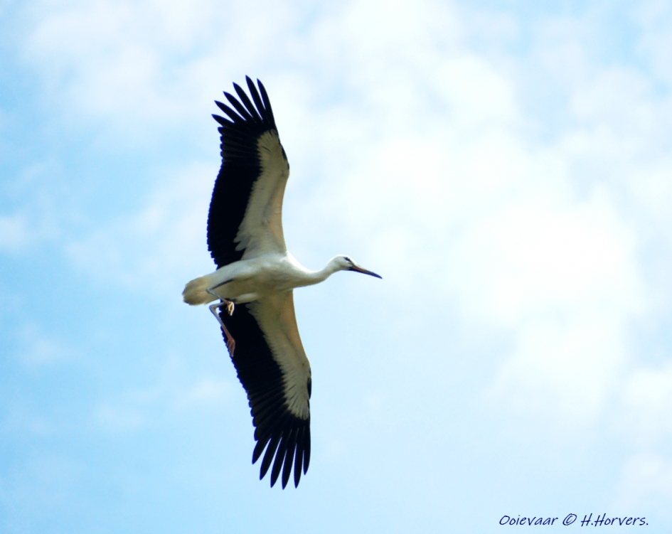 Ooievaar - Vogels - Ooievaar