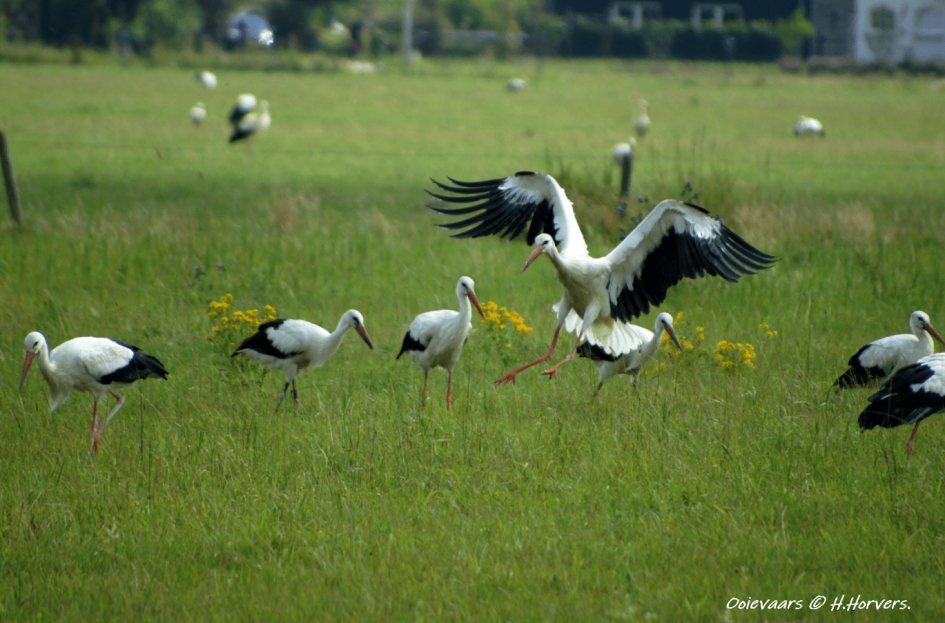 Ooievaars - Vogels - Ooievaars