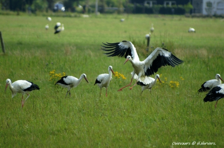 Ooievaars