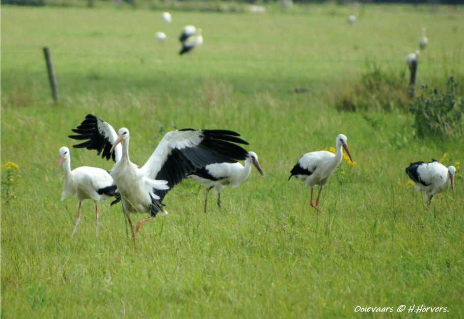 Ooievaars - Vogels - Ooievaars