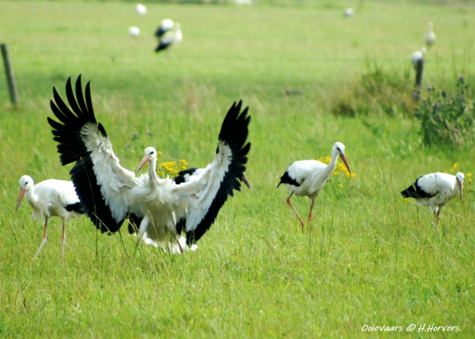 Ooievaars - Vogels - Ooievaars