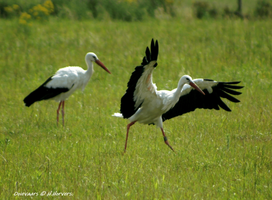Ooievaars - Zoogdieren - Ooievaars