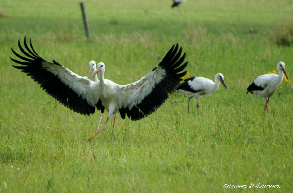Ooievaars - Vogels - Ooievaars