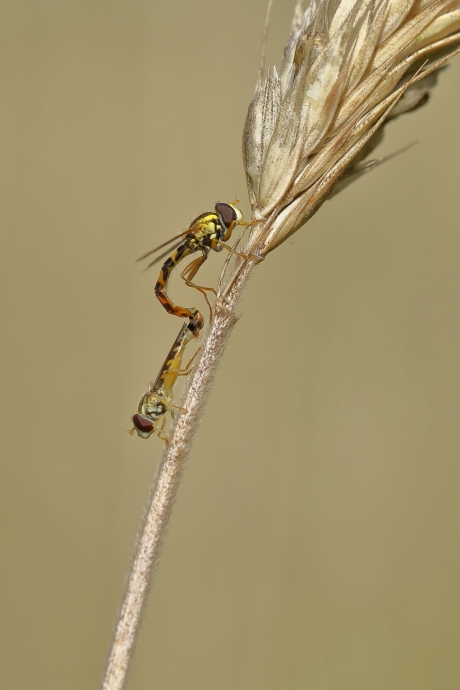 op de ''bezemsteel''