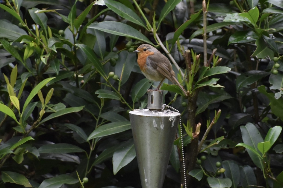 Op de uitkijk.. - Vogels - 