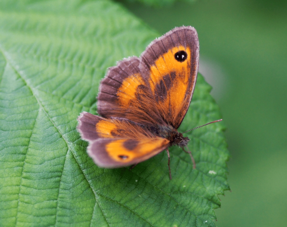 Oranje Zandoogje - Geleedpotigen - Oranje Zandoogje