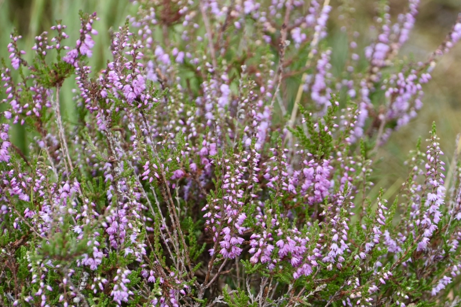 Paarse heide - Planten - 