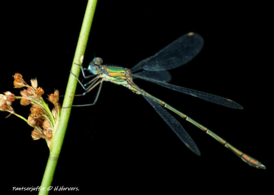 Pantserjuffer - Geleedpotigen - Pantserjuffer