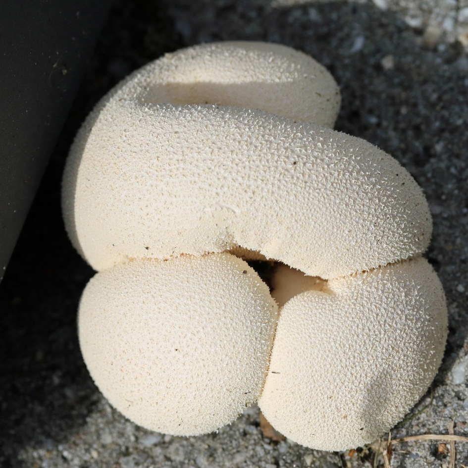 Parelstuifzwam - Schimmels - 