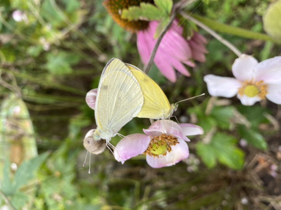Parende citroenvlinders - Geleedpotigen - Citroenvlinder