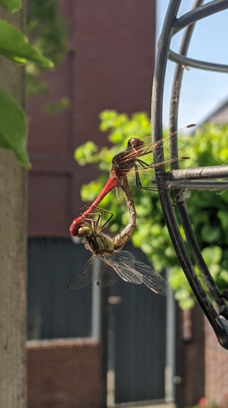 Parende Heidelibelles