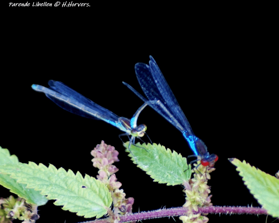 Parende Libellen. - Geleedpotigen - Parende Libellen.