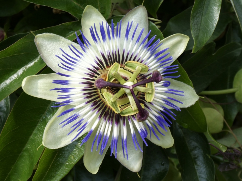 Passiebloem - Planten - 