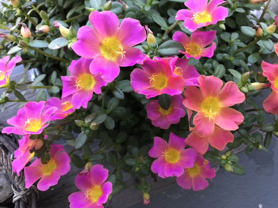 Portulaca - Planten - 
