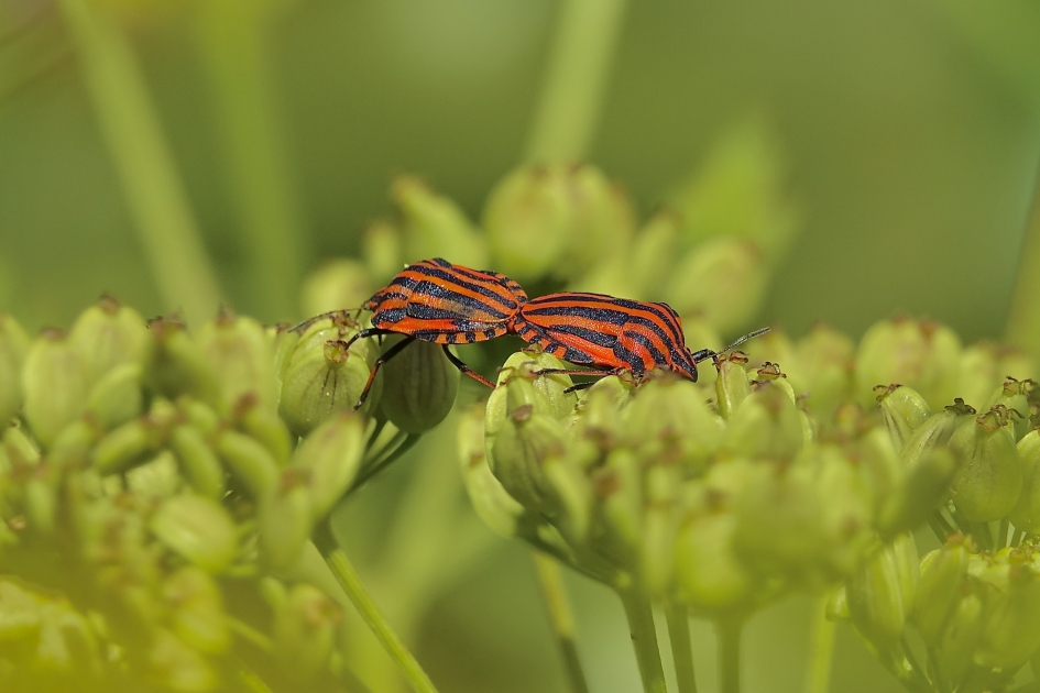 Pyjama's in het groen - Geleedpotigen - Pyjamaschildwants