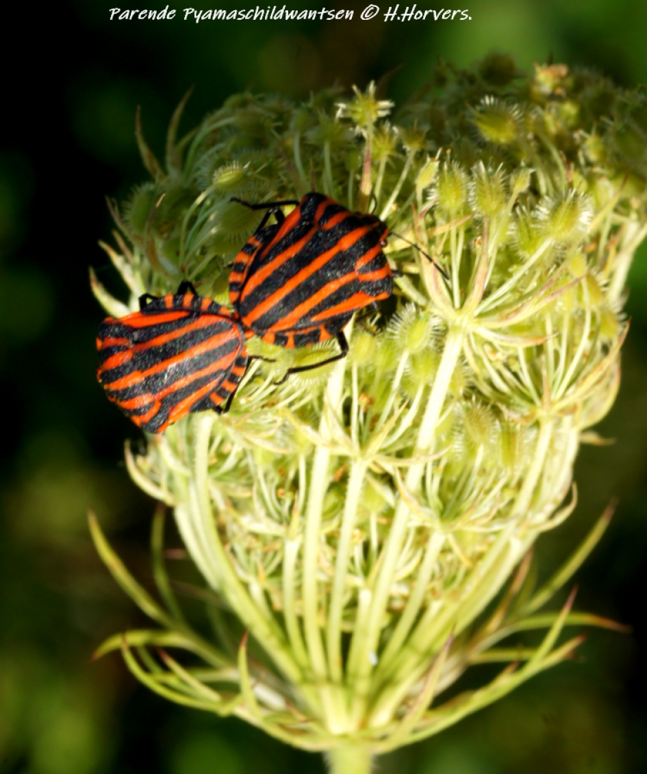 Pyamaschildwantsen - Geleedpotigen - Pyamaschildwantsen