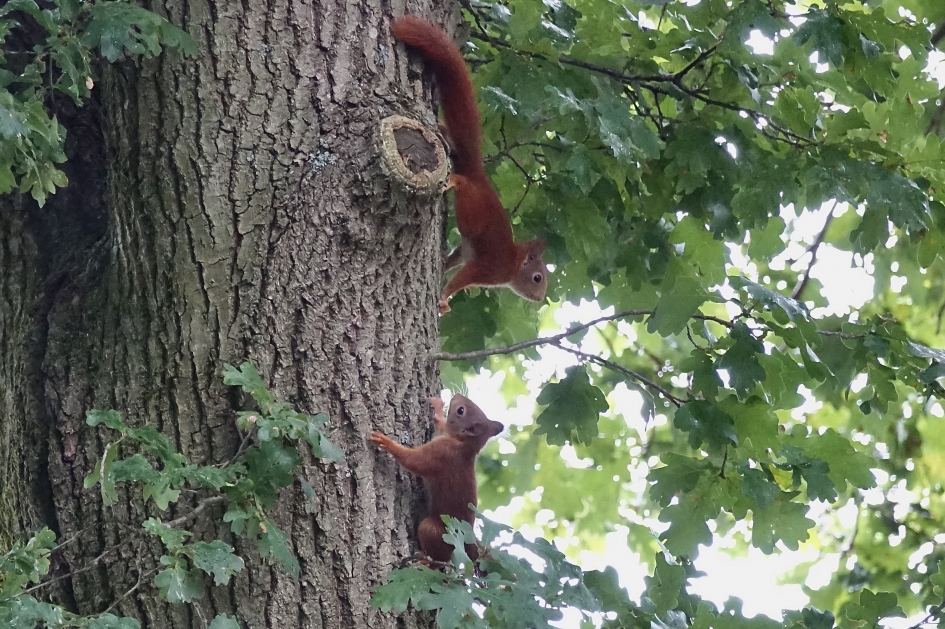 Ravottende jeugd  in de achtertuin - Zoogdieren - Eekhoorn