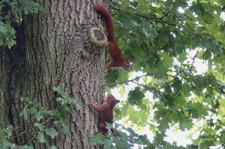 Ravottende jeugd  in de achtertuin