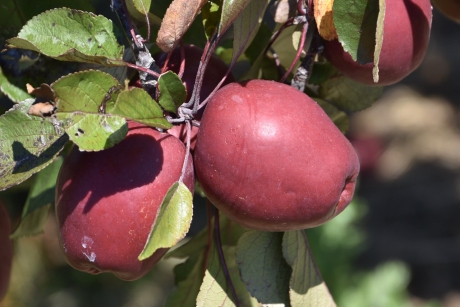 Red Love appels