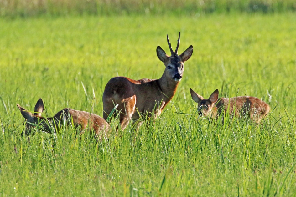 Reebok en twee kalfjes - Zoogdieren - 