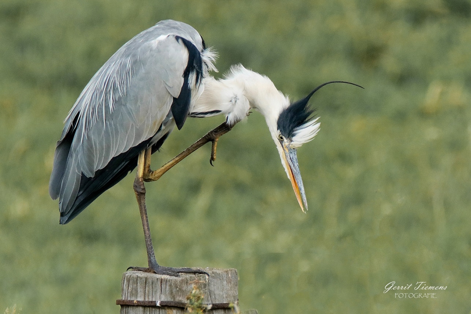 Reiger - Vogels - Reiger
