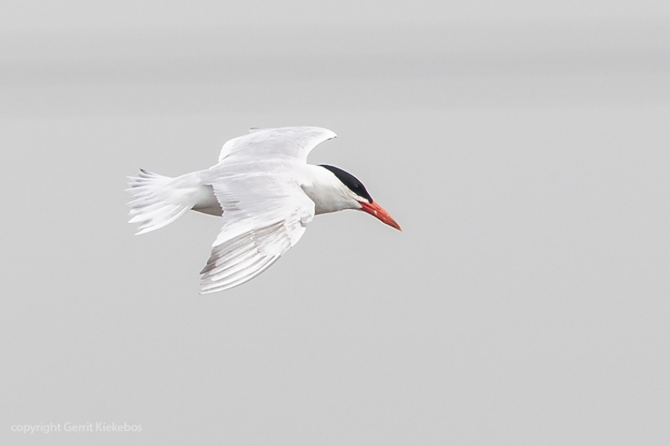 reuzenstern in vlucht - Vogels - reuzenstern