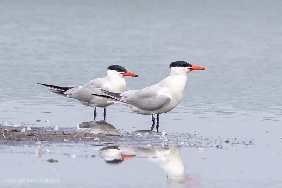 reuzensterns in Zuidlaardermeerpolders 2 - Vogels - reuzenstern