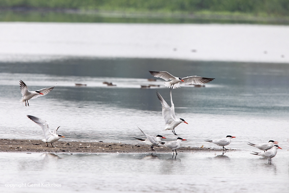 reuzensterns rusten in de Zuidlaardermeerpolders. - Vogels - reuzenstern