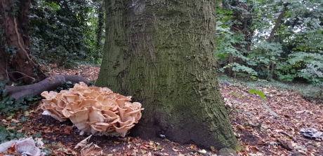 reuzenzwam Frankendael Amsterdam