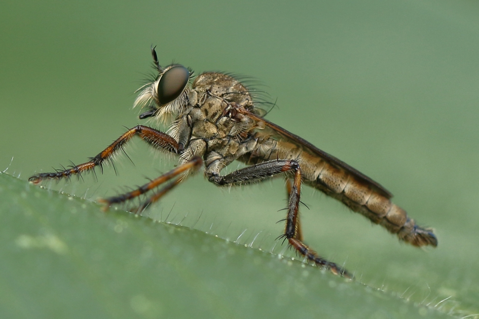 ringpootroofvlieg -m- - Geleedpotigen - ringpootroofvlieg