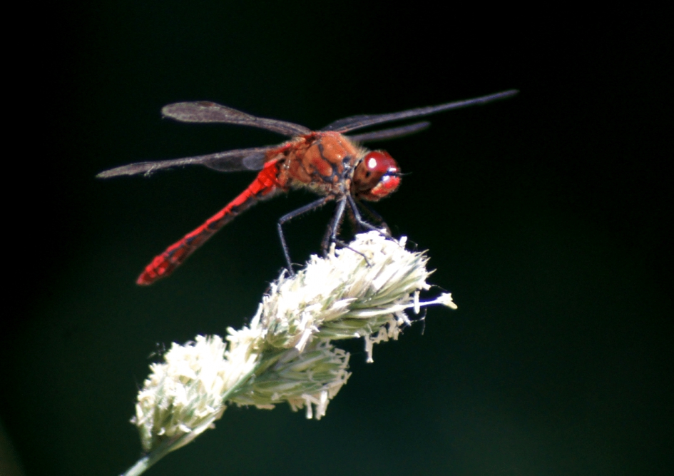 Rode Libelle - Geleedpotigen - Rode Libelle