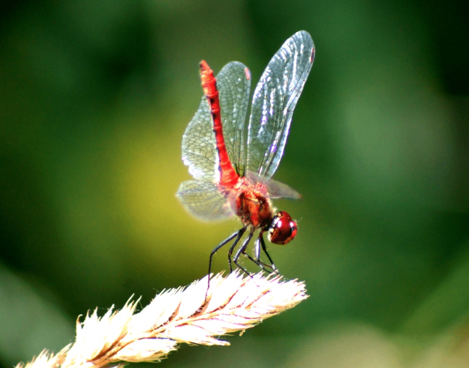 Rode Libelle - Geleedpotigen - Rode Libelle