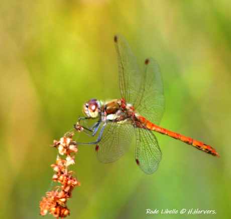 Rode Libelle