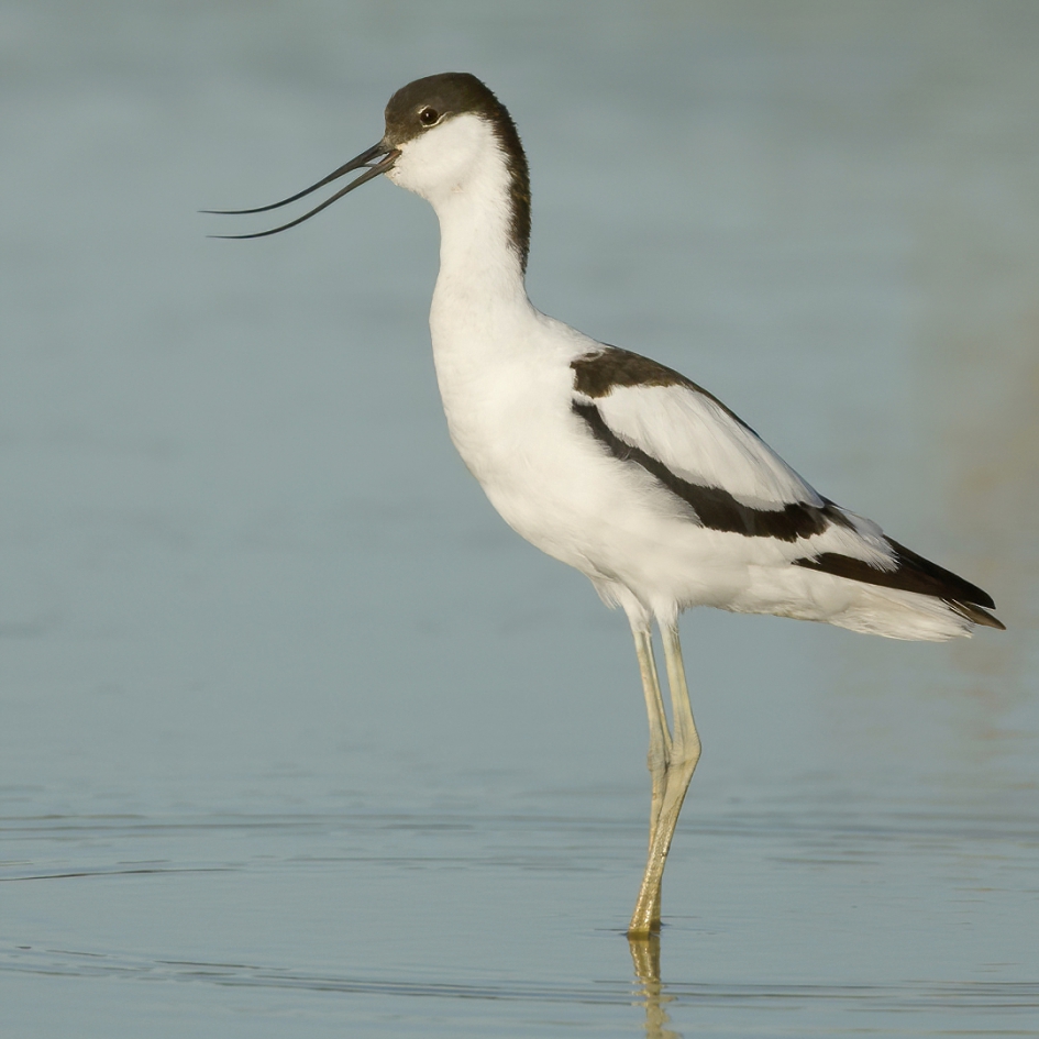 Roepende Kluut - Vogels - Kluut