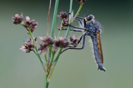 roodbaardroofvlieg -m-