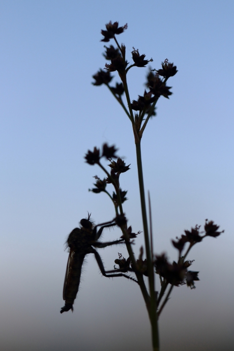 roodbaardroofvlieg -m-