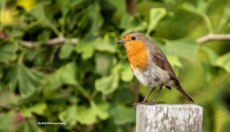 Roodborstje. - Vogels - Roodborstje.