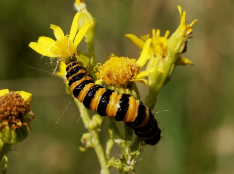 Rups St.Jacobsvlinder.